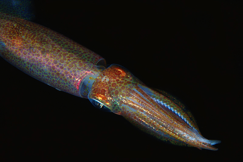 Loligo vulgaris